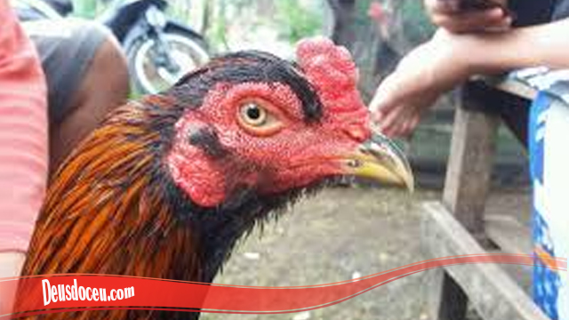 Keuntungan Miliki Ayam Bangkok Brewok S128